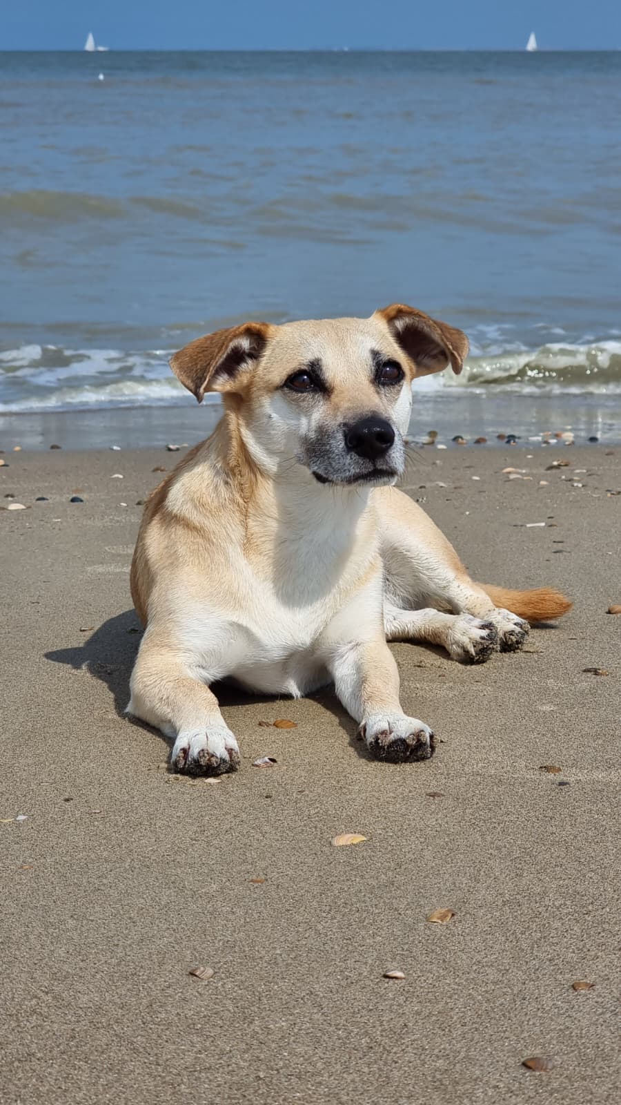Hund Boogie in der Hundeschule Hundenatur