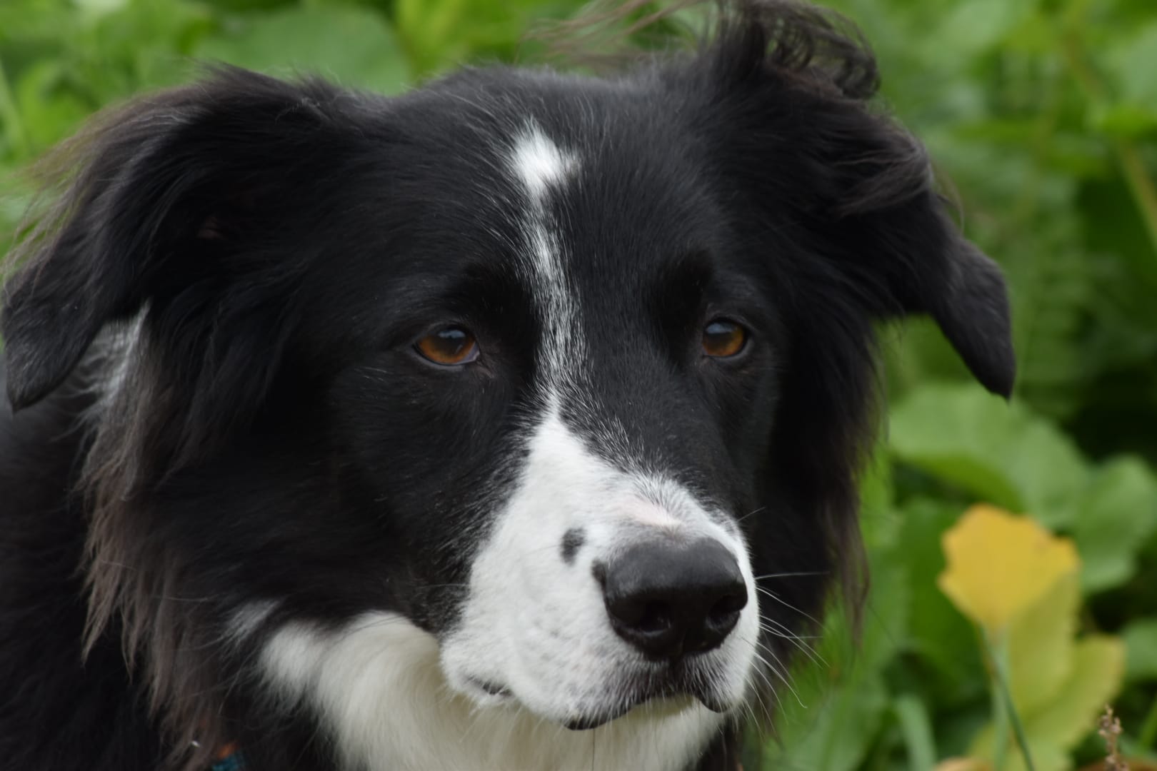 Hund Charlie bei der Ausbildung