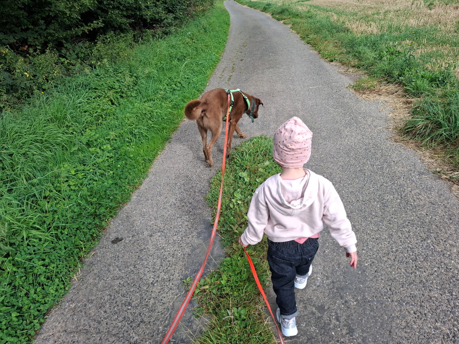 Kind mit Hund beim gemeinsamen Training – Hund und Kind